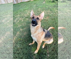 German Shepherd Dog Dogs for adoption in Belleuve, NE, USA