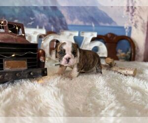English Bulldog Puppy for sale in OOLOGAH, OK, USA