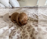 Small #6 Dachshund