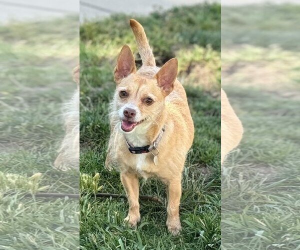 Medium Photo #1 Mutt Puppy For Sale in La Verne, CA, USA