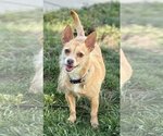 Small Mutt