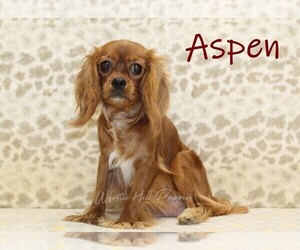 Mother of the Cavapoo puppies born on 07/28/2025