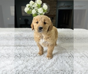 Golden Retriever Puppy for sale in GREENFIELD, IN, USA