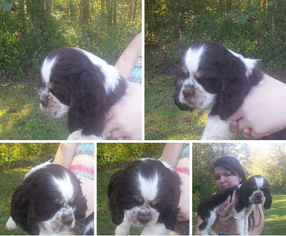 Cocker Spaniel Puppy for sale in CENTRAL, IN, USA