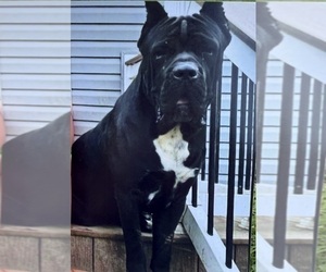 Father of the Cane Corso puppies born on 06/03/2025