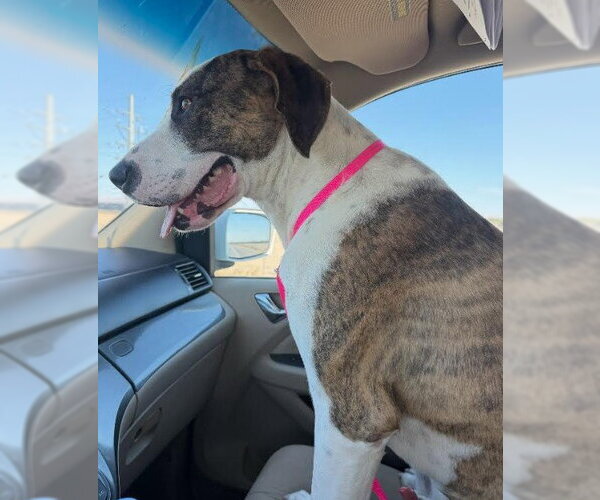 Medium Photo #2 Great Dane Puppy For Sale in San Diego, CA, USA