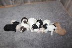 Small Photo #1 Goldendoodle Puppy For Sale in FRESNO, OH, USA