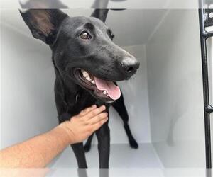 Shepradors Dogs for adoption in Houston, TX, USA