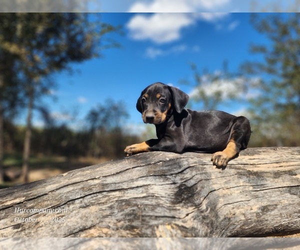 Medium Photo #4 Catahoula Leopard Dog Puppy For Sale in CUMBY, TX, USA