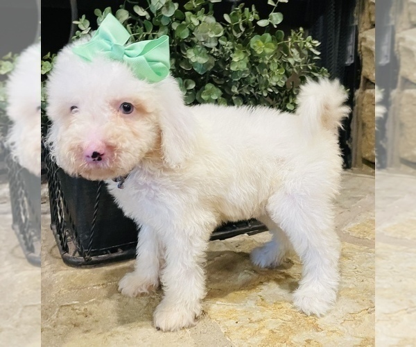 Medium Photo #1 Cavapoo Puppy For Sale in GROVETON, TX, USA