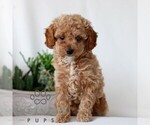 Small Goldendoodle (Miniature)