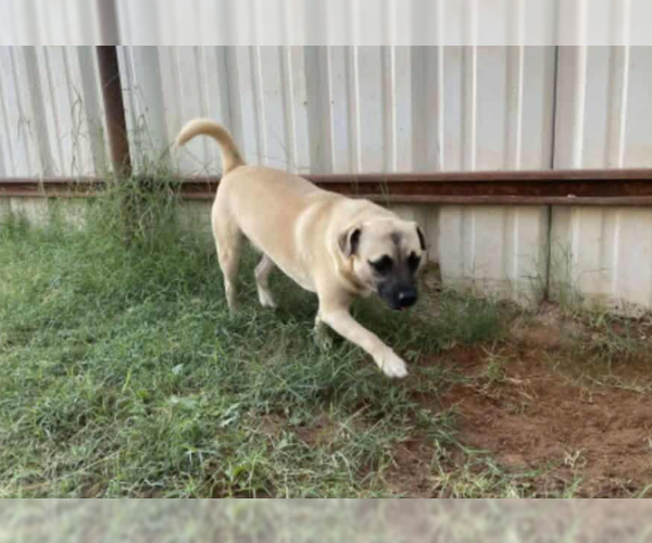 Medium Photo #3 Mutt Puppy For Sale in Cranston, RI, USA