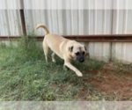 Small #2 Mutt