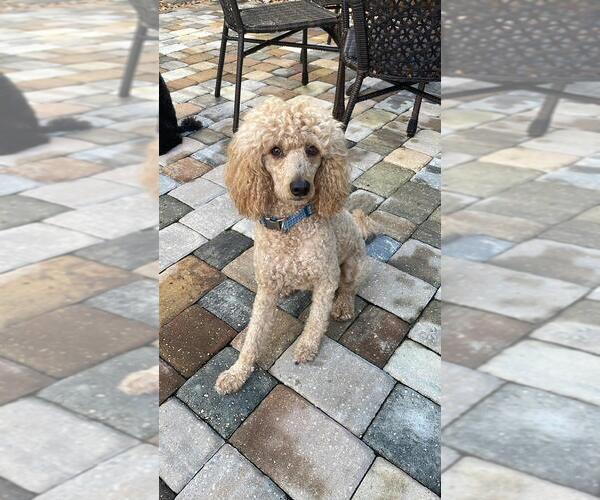 Medium Photo #1 Poodle (Miniature) Puppy For Sale in SAINT AUGUSTINE, FL, USA