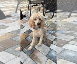 Father of the Poodle (Miniature) puppies born on 07/16/2026