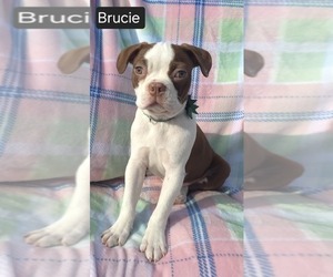 Boston Terrier Puppy for sale in MINERAL WELLS, WV, USA