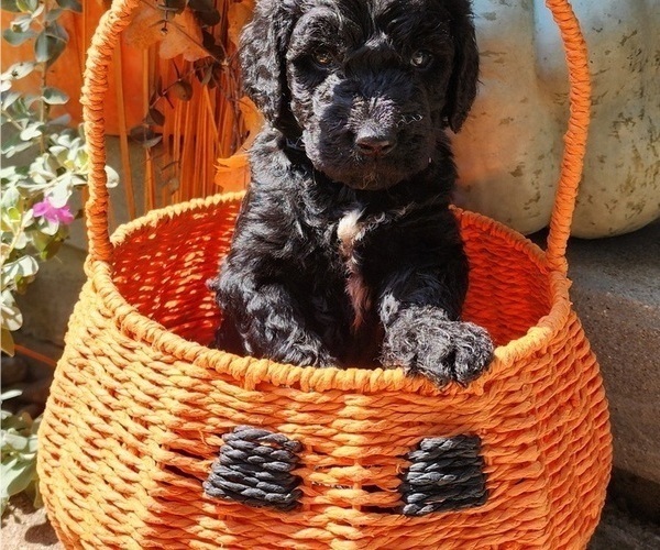 Medium Photo #1 Doodle-Goldendoodle Mix Puppy For Sale in WACO, TX, USA