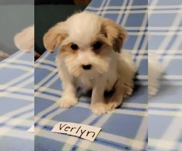 Medium Photo #2 Maltipoo Puppy For Sale in CLARKRANGE, TN, USA