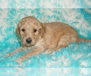 Labradoodle mix (+ Poodle Standard) Puppy for sale in LA HABRA, CA, USA