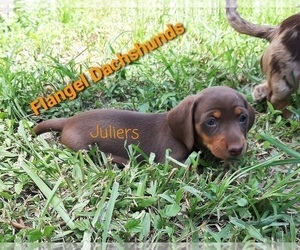 Dachshund Puppy for sale in CUTLER BAY, FL, USA