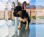 Small Photo #7 French Bulldog Puppy For Sale in POMPANO BEACH, FL, USA