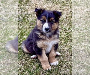 Miniature Australian Shepherd Puppy for sale in FAIR HAVEN, MI, USA