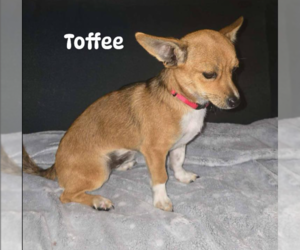 Chihuahua-Unknown Mix Dogs for adoption in Cranston, RI, USA