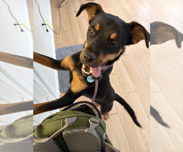 Medium Photo #7 Jack Russell Terrier-Mountain Cur Mix Puppy For Sale in Rockaway, NJ, USA