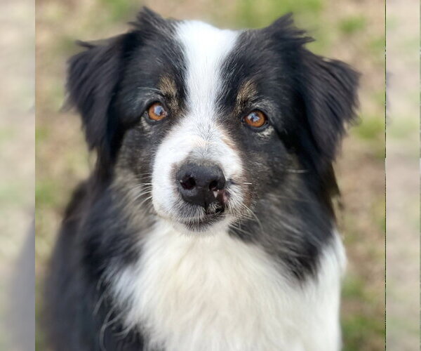 Medium Photo #1 Australian Shepherd Puppy For Sale in Canton, CT, USA