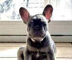 Puppy Chloe French Bulldog