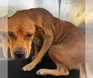 Rhodesian Ridgeback-Unknown Mix Dogs for adoption in San Antonio, TX, USA