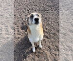 Small #2 Mutt