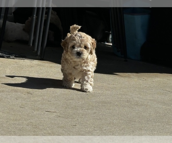 Medium Photo #5 Cockapoo (Miniature) Puppy For Sale in GREENTOWN, IN, USA