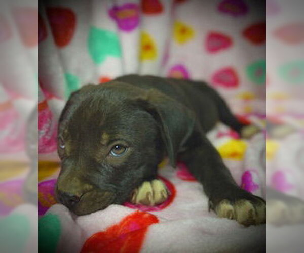 Medium Photo #5 Bulldog-Labrador Retriever Mix Puppy For Sale in Pleasanton, TX, USA