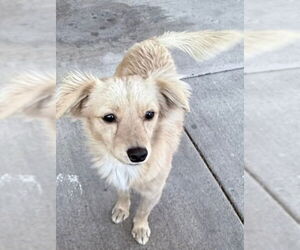 Chihuahua-Unknown Mix Dogs for adoption in San Bernardino, CA, USA