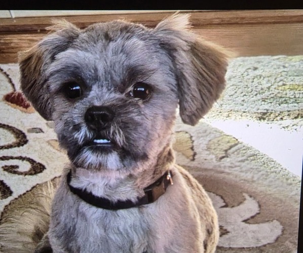 Medium Photo #1 Shorkie Tzu Puppy For Sale in MATTOON, IL, USA