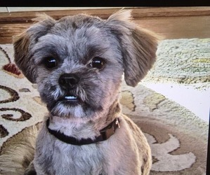 Father of the Shorkie Tzu puppies born on 06/16/2026