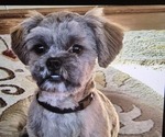 Small Photo #1 Shorkie Tzu Puppy For Sale in MATTOON, IL, USA