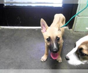 German Shepherd Dog-Unknown Mix Dogs for adoption in Tulsa, OK, USA