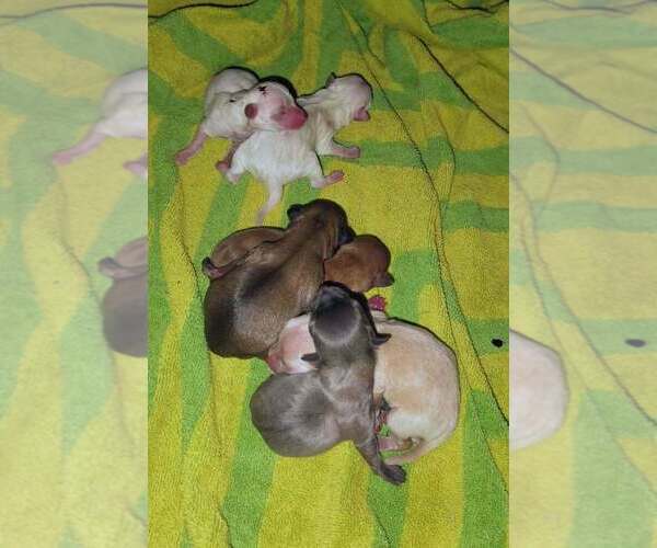 Medium Photo #1 Chihuahua Puppy For Sale in DEARBORN HEIGHTS, MI, USA