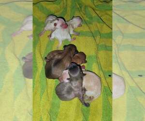 Chihuahua Puppy for sale in DEARBORN HEIGHTS, MI, USA