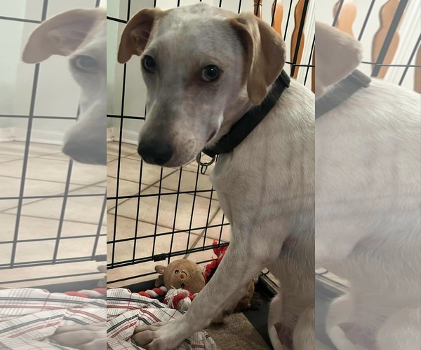 Medium Photo #8 Jack Russell Terrier-Unknown Mix Puppy For Sale in Princeton, MN, USA