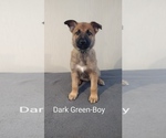 Puppy Dark Green Malinois