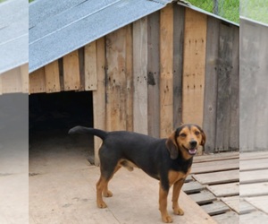 Father of the Beagle puppies born on 11/22/2025