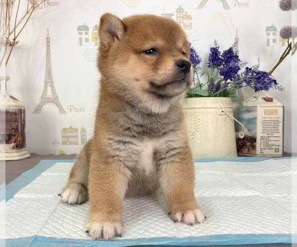 Medium Photo #6 Shiba Inu Puppy For Sale in DALLAS, TX, USA