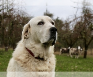 Father of the Akbash-Great Pyrenees Mix puppies born on 10/31/2025