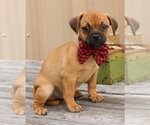 Small #1 Pug Mix