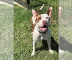 Small American Pit Bull Terrier