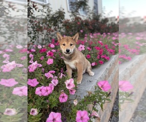 Shiba Inu Puppy for sale in CANOGA, NY, USA