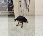 Small Doberman Pinscher Mix